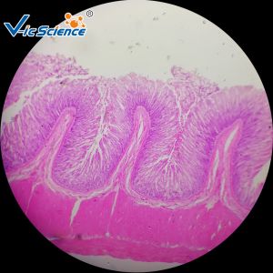 China 100 o microscópio preparado do laboratório da histologia dos PCes corrediças biológicas desliza as bactérias on sale