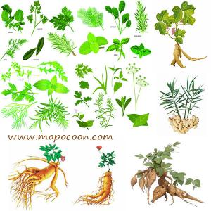 China Black Cohosh extract supplier