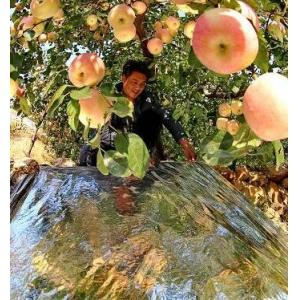 100 Micron Grape Peach ABS Hard Plastic Mulch Film For Greenhouses