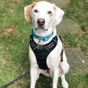 Adjustable Outdoor Large Dog Harness Vest 3M Reflective Oxford Material Unique Design