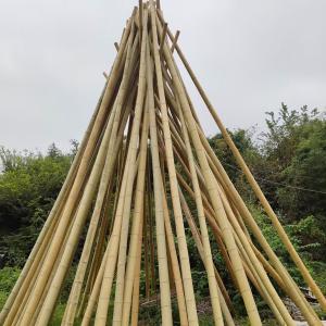 China Natural Garden Bamboo Sticks For Indoor Outdoor Tomatoes Potted Plants Support Stakes supplier