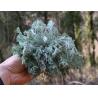 Capillary Wormwood Herb oriental wormwood capillary Artemisia capillaris Thunb