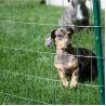 China Welded Wire Mesh Roll For Bird Cage Rabbit Fencing Aviary With Galvanized Material wholesale