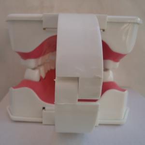 OEM 2 Times Dental Materials Plastic Human Anatomy Model