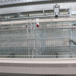 Adjusting Automatic Battery Cage System , Enriched Wire Steel Cage For Chicken