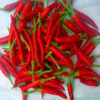 China Hot Pungency Dried Red Chilli Peppers For Hot Pot/ Sichuan Cuisine on sale