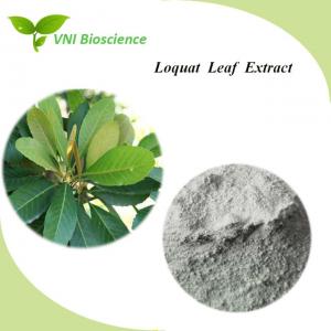 Plant Ursolic Acid Loquat Leaf Extract Powder White ISO Certified