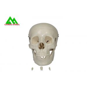 China Plastic Medical Teaching Models Anatomical Human Skull For Studying Anatomy supplier