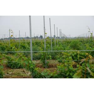 China Plum Blossom Metal Grape Stakes / Metal Vineyard Posts With H Hole Pillar Shape supplier