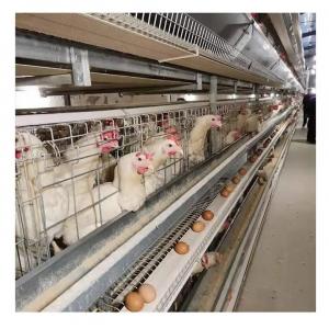 China H Type Automatic Layer Poultry Farming Equipment Battery Chicken Egg Layer Cage System supplier