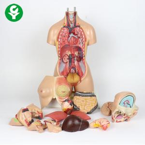 Human Anatomical Torso Model 55cm With 20 Parts Dual Sex Organs 55CM
