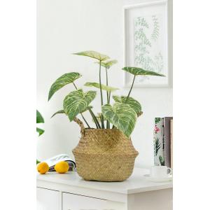 Ornamental Small Items Artificial Potted Floor Plants Philodendron Birkin