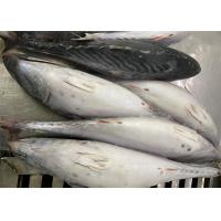 China Fresh 600g Three Point Frozen Bonito Fish For Canned on sale