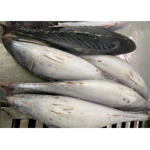 Fresh 600g Three Point Frozen Bonito Fish For Canned