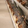 Hot Dipped Galvanized Wire Chicken Cages , Commercial Chicken Processing