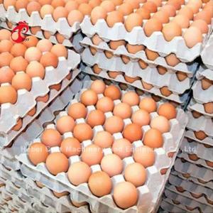 A Type Layer Battery Cage System In 5000 Laying Eggs Chicken Farm Mia