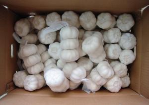 China fresh pure white garlic for garlic importer on sale 