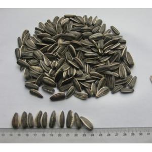 China sementes de girassol 5009 supplier
