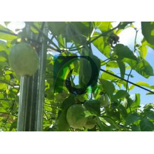 China os sistemas da treliça de 2.5M Passion Fruit Orchard com H furam 1.8-3.5M Height supplier
