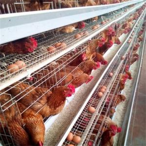 Q235 Steel Wire Galvanized Poultry  Egg Layer Chicken Cage 128 Chickens