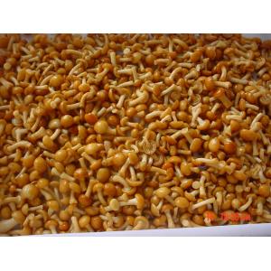 IQF New Crop  Frozen Fruits And Vegetables Forest Nameko Mushroom Whole Part ABC