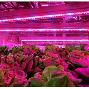 China Plant Growth LED Strip Light Plant Grow LED Strip Light Kit Waterproof supplier