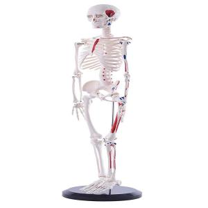 China Full Body 85cm Small Human Skeleton Model With Painted Muscles supplier
