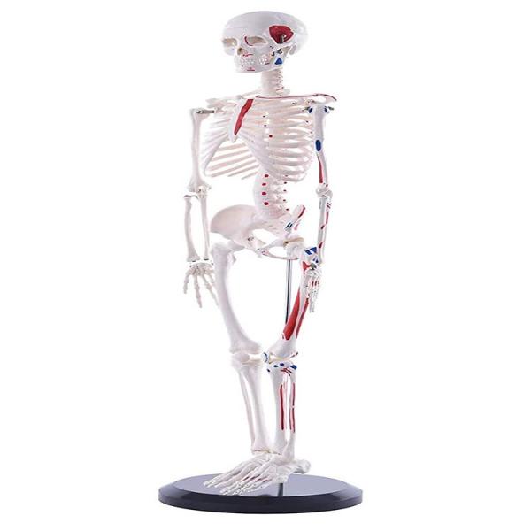 Full Body 85cm Small Human Skeleton Model With Painted Muscles