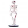 Full Body 85cm Small Human Skeleton Model With Painted Muscles