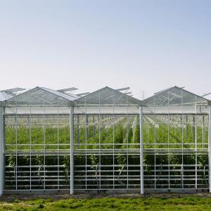 8mm Float Glass Multi Span Venlo Glass Greenhouse Top Heigh 4.5m-7.5m