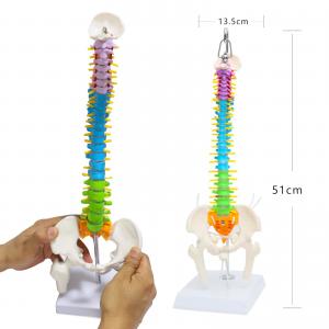Flexible Femur And Pelvic Bone Anatomy Spine Model Vertebrae Nerves Arteries