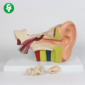 Human Ear Model School Study 3 Times Life Size Advanced PVC Material
