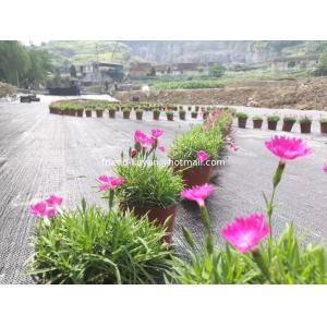 Modern 120gsm Weed Blocking Ground Cover Fabric UV Treated PP Ground Cover