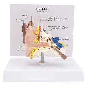 Human Anatomy Life Size Desktop Human Ear Model For Education