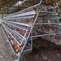 China A Type Battery Chicken Layer Cage 3 Tier 120 Capacity For Poultry In Dubai on sale