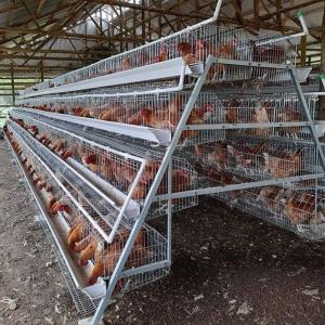 3/4 tier 160 birds Egg Layer Chicken Cage For South Africa Poultry Farm Chicken House
