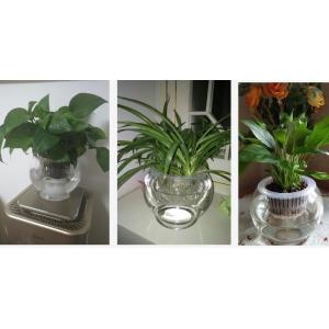 Water culture hydroponic  plant glass transparent glass vase container green planter round fish tank water plant plants