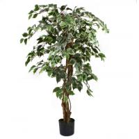 China 175cm Natural Trunk Artificial Variegated Ficus Tree on sale