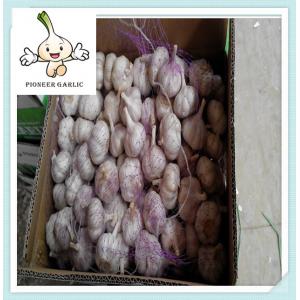 Brand new HAITI market garlic price with best price Pure White Garlic