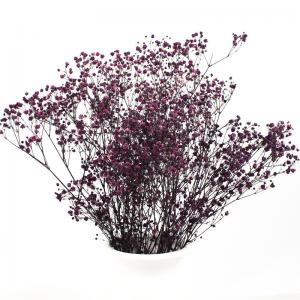 China Soft Color Preserved Dried Baby's Breath Beautiful For New Year Valentine Gift wholesale