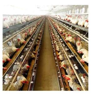 China Le type galvanisé à chaud couche de Q235 A met en cage 20 ans de système potable automatique wholesale