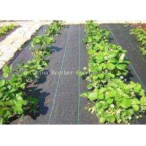 80gsm Non Woven Weed Control Fabric For Vegetables