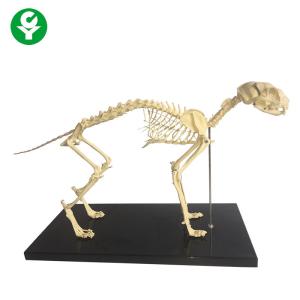 Skeletal Natural Bone Animal Anatomy Models / Anatomical Cat Skeleton