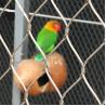 China Custom Zoo Enclosure Mesh Knotted 316L 304L Bird Cage Wire Mesh Flexible wholesale