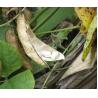White Hyacinth Bean China Dolicho Lablab L health food herbal medicine Bai bian