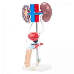 Male Prostate / Kidney Human Anatomy Model 38cm