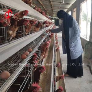 Automatic Layer Poultry Farm Equipment 4 Tier Chicken Cage Design 2.40m* 2.60m* 2.0m  Rose