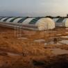 Sturdy 6x15m Tunnel Greenhouse With 1.5m Arch Distance For Crops