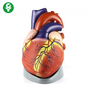 Jumbo Human Body Organs Model / Anatomical Plastic Human Heart Model Medical