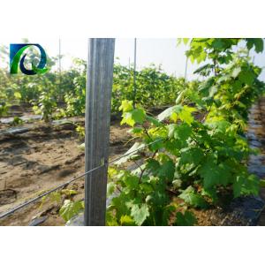 China C Type Metal Grape Vine Stakes Metal Provide Full Accessories 1.8-3.5M Height supplier